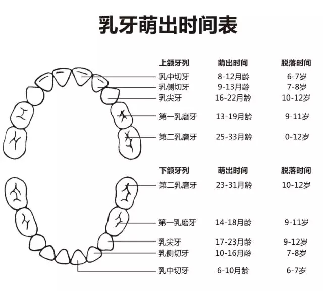 尚佳專業(yè)月嫂丨何時(shí)長(zhǎng)牙才算正常？